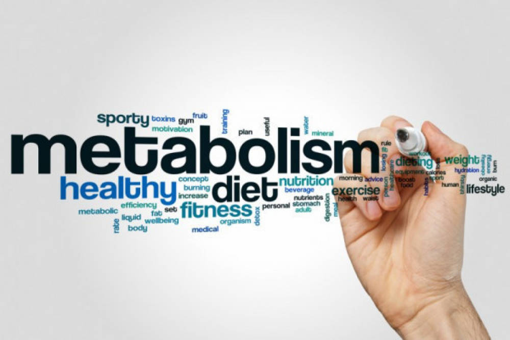 Rolul tractului digestiv in metabolism